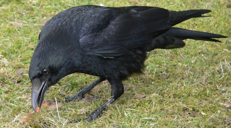 Varjak