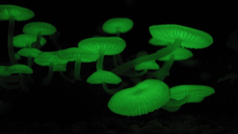 Egyes gombák saját fényt bocsátanak ki. Hogyan működik a biolumineszcencia, miért lehet hasznos.