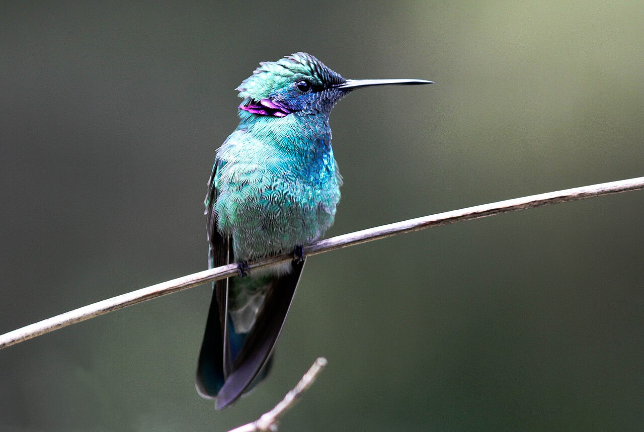 A kolibri hátrafelé is képes repülni